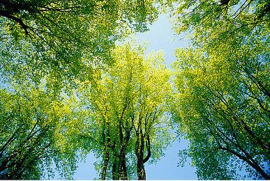 《宝可梦TCG Pocket》即将修改一项备受争议的功能